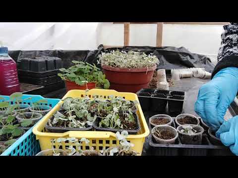 Видео: Дихондра и Будра растения которые хорошо размножаются отводками.