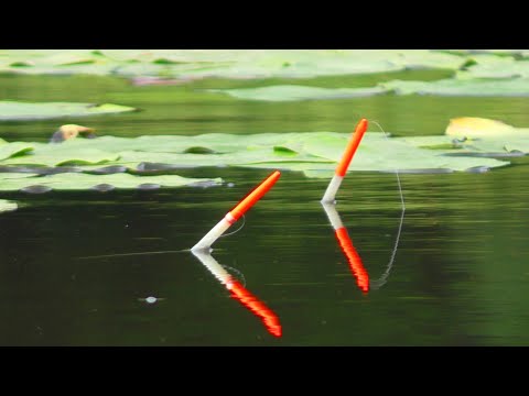 Видео: 🎣 НЕ ВСТИГАЮ ЗАКИДАТИ 🐟 Хапають Черв'яка прямо на льоту.  Риболовля на карася. Рибалка на поплавок.