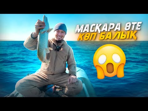 Видео: Не САЛСАН соған ТУСІП ЖАТЫР‼️ БАЛЫҚ ӨТЕЕЕ КӨӨП😱 ШОРТАНДАР