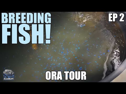 Видео: РАЗВЕДЕНИЕ морской рыбы на ферме ORA — Экскурсия по ORA