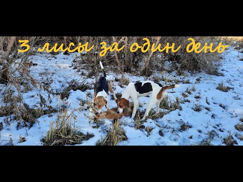 Видео: Охота на лису с гончими #12. Три лисы за день. Fox hunting with hound.