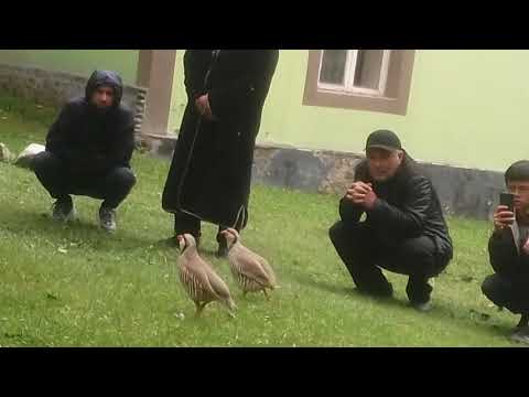 Видео: Кабкҷанг дар Ванҷ