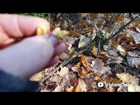 Видео: Снова в лес за урожаем и за адреналином)))#пучковалюдмила#жизньвбеловежскойпуще#грибы#лес 