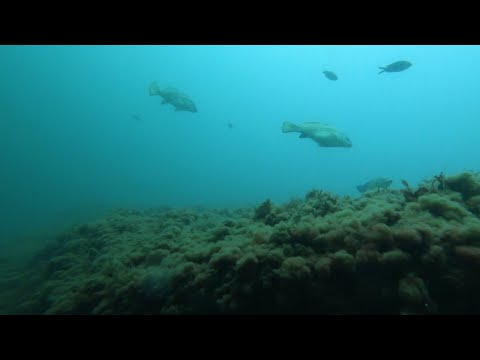 Видео: Глубокие скалы.  Рыбные места.  Подводная охота в Черном море.