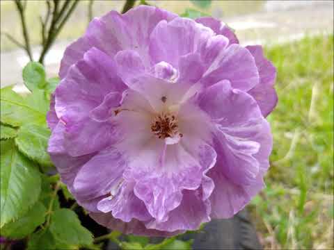 Видео: Обзор розы Блю фо Ю на полном солнце. Юг. Review of Blue fo You rose varieties. 6A USDA zone.