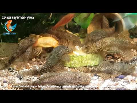 Видео: появление личинок и кормление анциструса