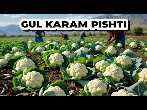 Видео: ГУЛ КАРАМ ЭКСПОРТГА СОТИЛДИ #bobodexqonlar