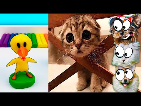 Видео: КОТ съел РАДУЖНЫХ ДРУЗЕЙ в ТИКТОК! ПРИКОЛЫ с ЖИВОТНЫМИ в TikTok! НЕ ЗАСМЕЙСЯ ЧЕЛЛЕНДЖ Валеришка Макс