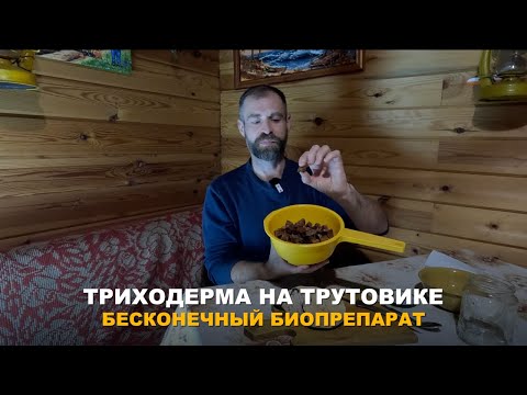 Видео: ВЫРАЩИВАЕМ БЕСКОНЕЧНЫЙ ЗАПАС ТРИХОДЕРМЫ ДОМА. Способ выращивания триходермы на грибе трутовике.