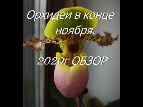 Видео: Орхидеи сказочной красоты. Цветение в ноябре 2020г