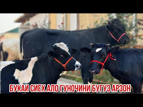 Видео: Гуночин алои маҳали буқаи чорное пестрие Собирчон Спитомен арзон 9 октября 2025 г.
