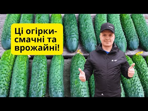 Видео: ТОП-5 огірків для теплиці та відкритого грунту, які можу порадити кожному!
