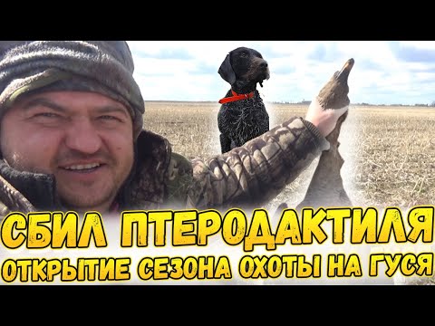 Видео: №120 Ура, Сбил птеродактиля!!! / Открытие сезон охоты на гуся весной 2022 с чучелами и собаками.