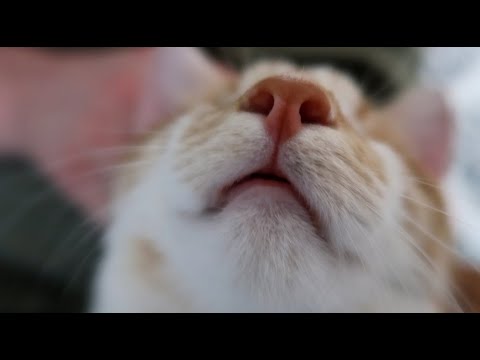 Видео: Любовь и избиение
