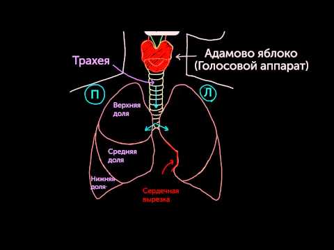 Видео: Знакомство с лёгкими