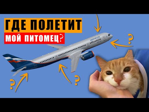 Видео: ВСЕ что нужно знать о перелете с животным