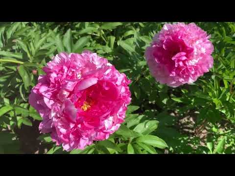 Видео: Пион Hi mable