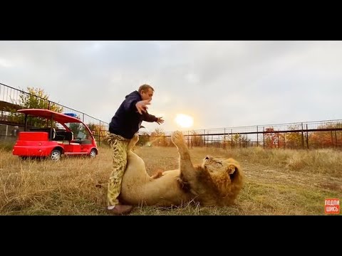 Видео: ЧЕЛОВЕК и ЛЕВ играют ! Save the lion cub!