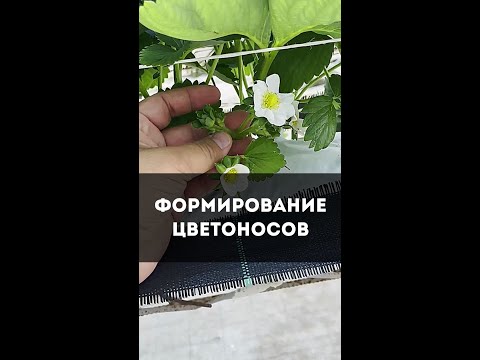 Видео: Формирование цветоносов