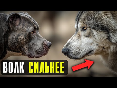 Видео: Волк против Питбуля — наглядный урок, кто в природе настоящий хозяин