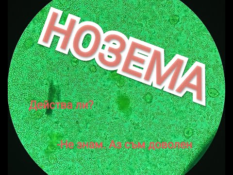 Видео: Нозема