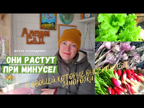 Видео: ОНИ РАСТУТ В МОРОЗЫ! / Более 10-ти овощей, которые выдерживают до минус шести