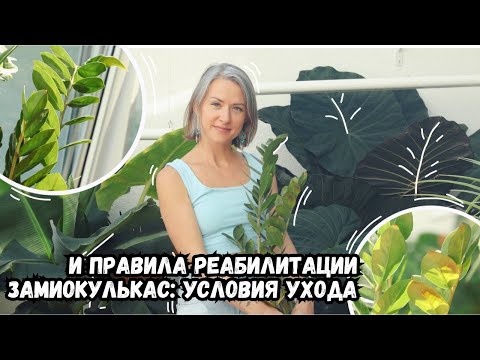 Видео: Замиокулькас: условия ухода и правила реабилитации | секреты ухода за замиокулькасом