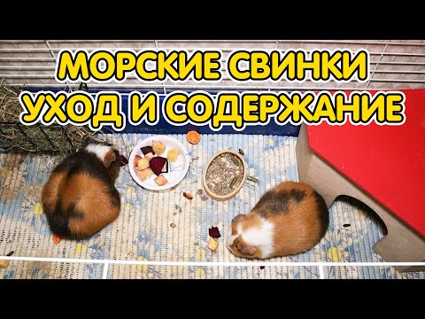 Видео: Морские свинки - уход и содержание. Как ухаживать за морскими свинками в домашних условиях