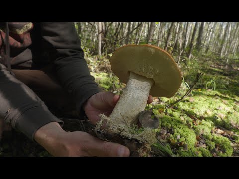 Видео: Лес, грибы, нашел новое грибное место, набрал белых грибов, моховые болота