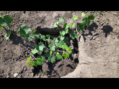 Видео: Уход за молодыми саженцами винограда, для начинающих 