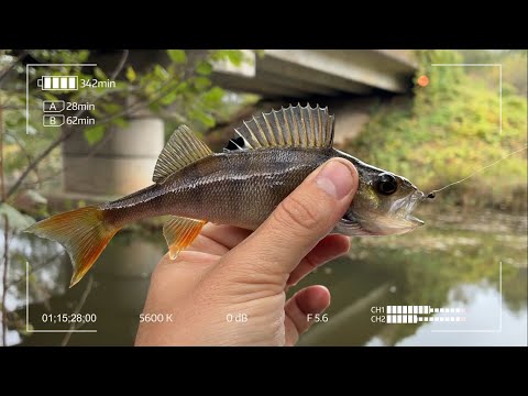 Видео: Осенний мормышинг. Отдыхая от городкой суеты