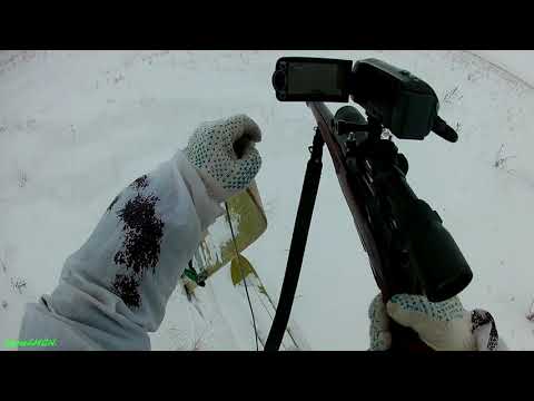 Видео: Охота на лис с подхода (CZ-527 223rem.)