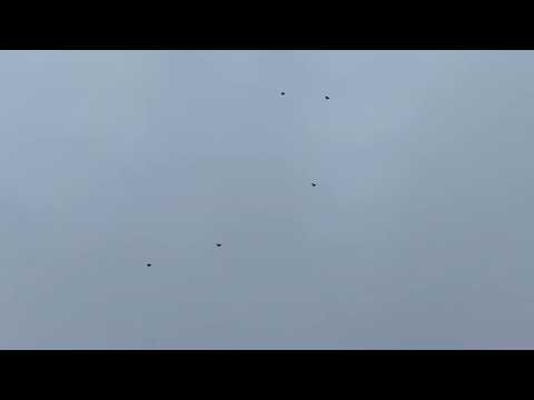 Видео: Голуби.тренировка с залетом ч3