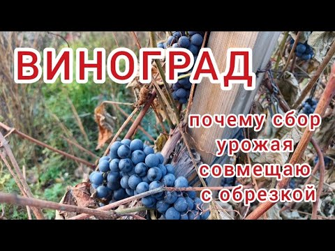 Видео: Виноград. Обрезка. Сбор урожая / Garden. Grape