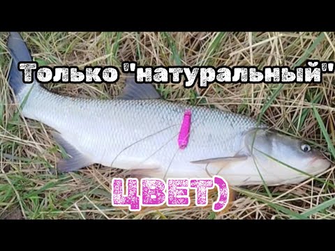 Видео: Блекаут рыбалке не помеха: жерех, сход и олени на косе. 