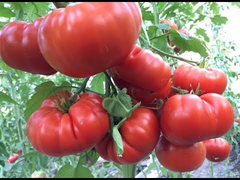 Видео: Урожайные сорта томатов для теплиц. Часть 3