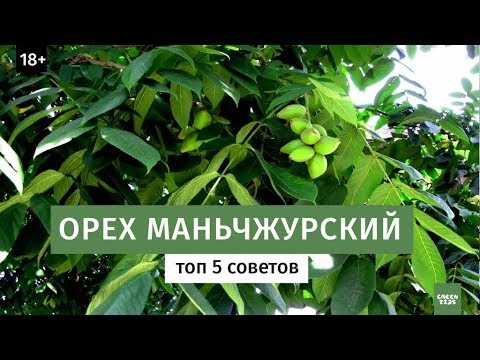 Видео: Орех маньчжурский посадка и уход. Дальневосточная флора.