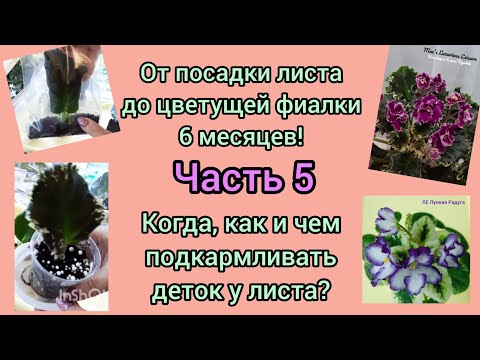 Видео: Рассказываю когда и чем подкармливать детки фиалки для быстрого роста и когда это делать не нужно!