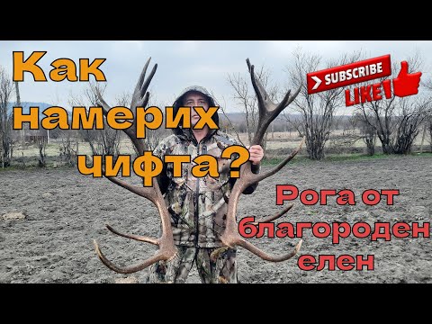 Видео: Как намерих чифта? Рога от благороден елен