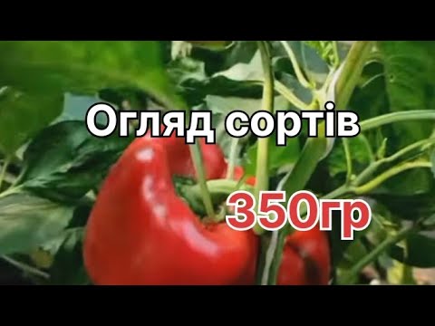 Видео: Найкращі сорти перцю🌶 | для закритого відкритого грунту.Особливості вирощування,смак, урожайність.