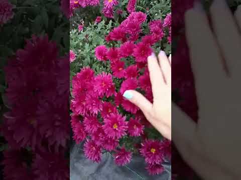 Видео: Какие кустарники смотрятся красиво осенью? Распродажа,, потеряшек,, 89527828234 Вотсап