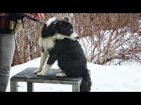 Видео: Знакомьтесь, бордер-колли Луна