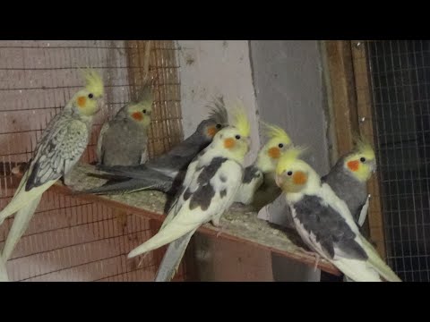 Видео: Начинаем убирать гнезда у кареел, размножение заканчивается.