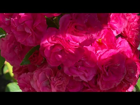 Видео: ОБРЕЗКА РОЗ ОСЕНЬЮ. Я ТАК ОБРЕЗАЮ РОЗЫ БОЛЬШЕ 10 ЛЕТ.  ПРОДАЮ РОЗЫ 🌹.