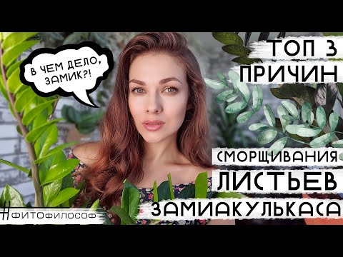 Видео: Морщины на Замике? Замиокулькас СМОРЩИЛ ЛИСТЬЯ! 3 ПРИЧИНЫ. Как исправить и спасти?