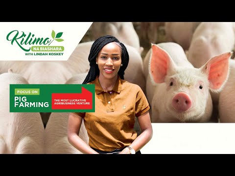Видео: Сельское хозяйство и бизнес | Свиноводство