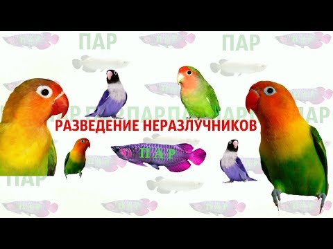 Видео: Разведение неразлучников