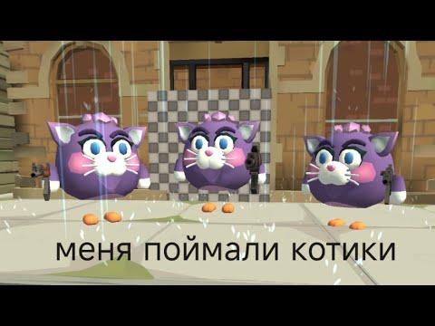 Видео: меня поймали котики