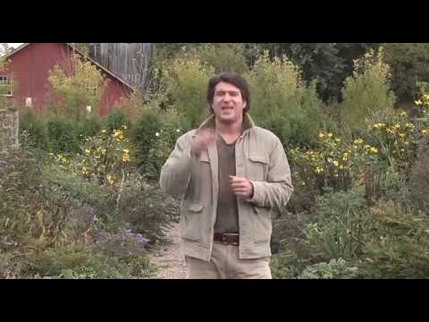 Видео: Регенерация - выпуск второй