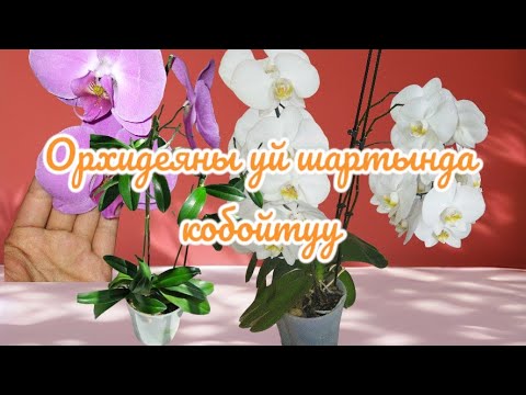 Видео: Орхидеяны кобойтуу.#орхидея #орхидея_гулун_остуруу #орхидеяны_сугаруу#or